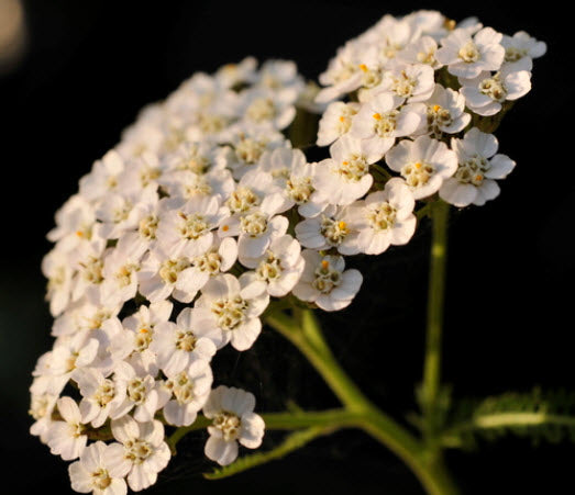 Creating an herbal preparation