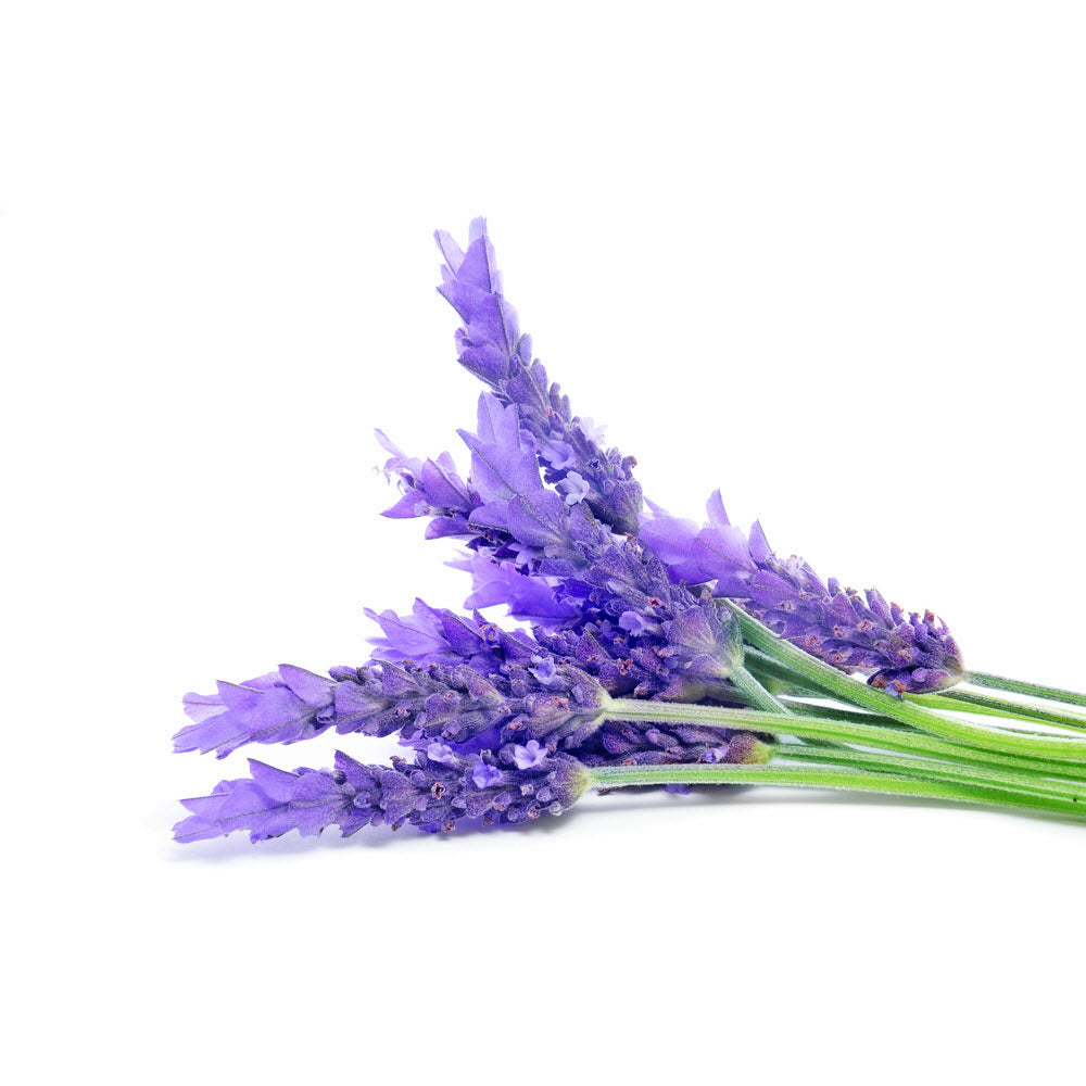 Lavender, Himalayan (Kashmir) Roller Bottle