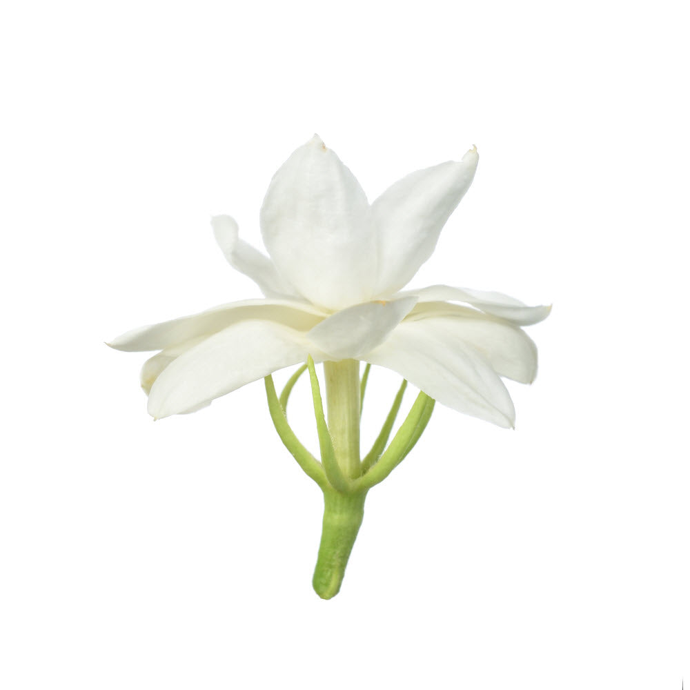 Night Blooming Jasmine Essential Oil