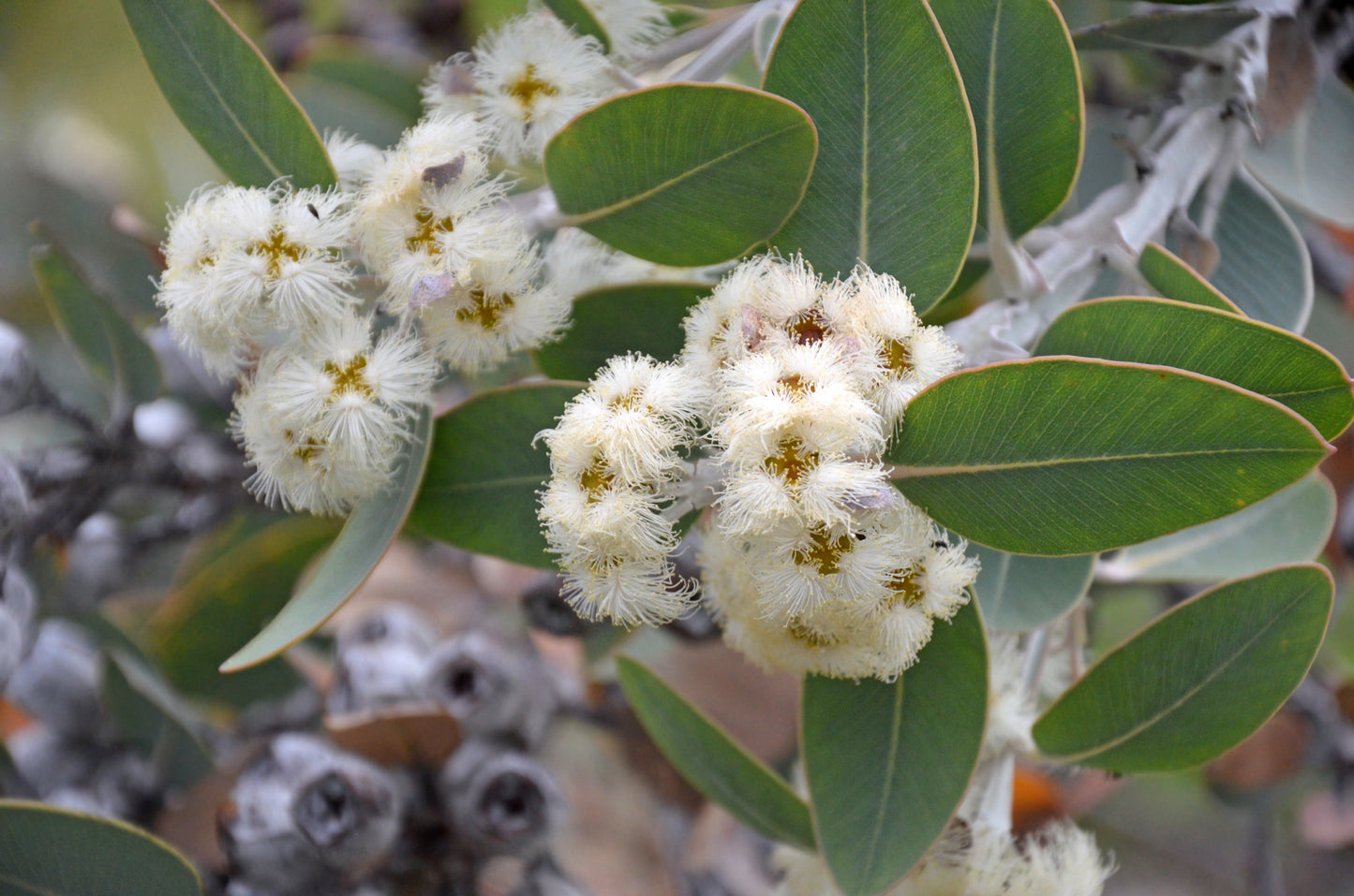 Eucalyptus Blue Mallee