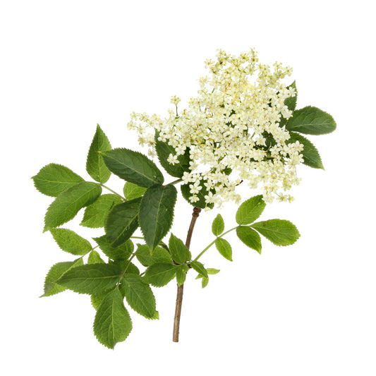Elder Flowers / Sambucus nigra - Bulk Herb