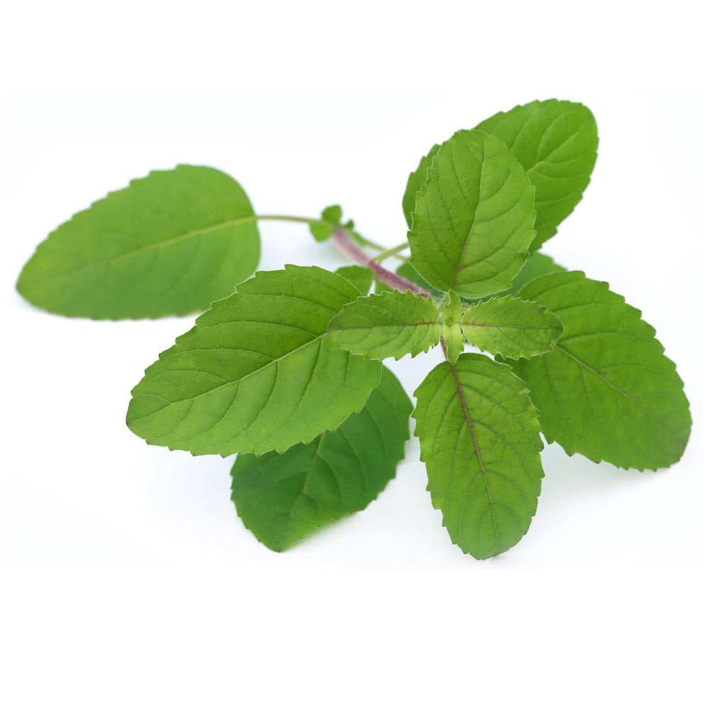 Basil, Holy, Tulsi Essential Oil